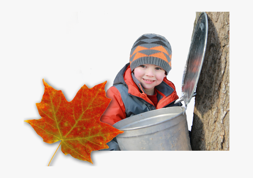 Child, Maple Syrup Buck And Maple Leaf - Sugarbush Maple Syrup Festival, HD Png Download, Free Download