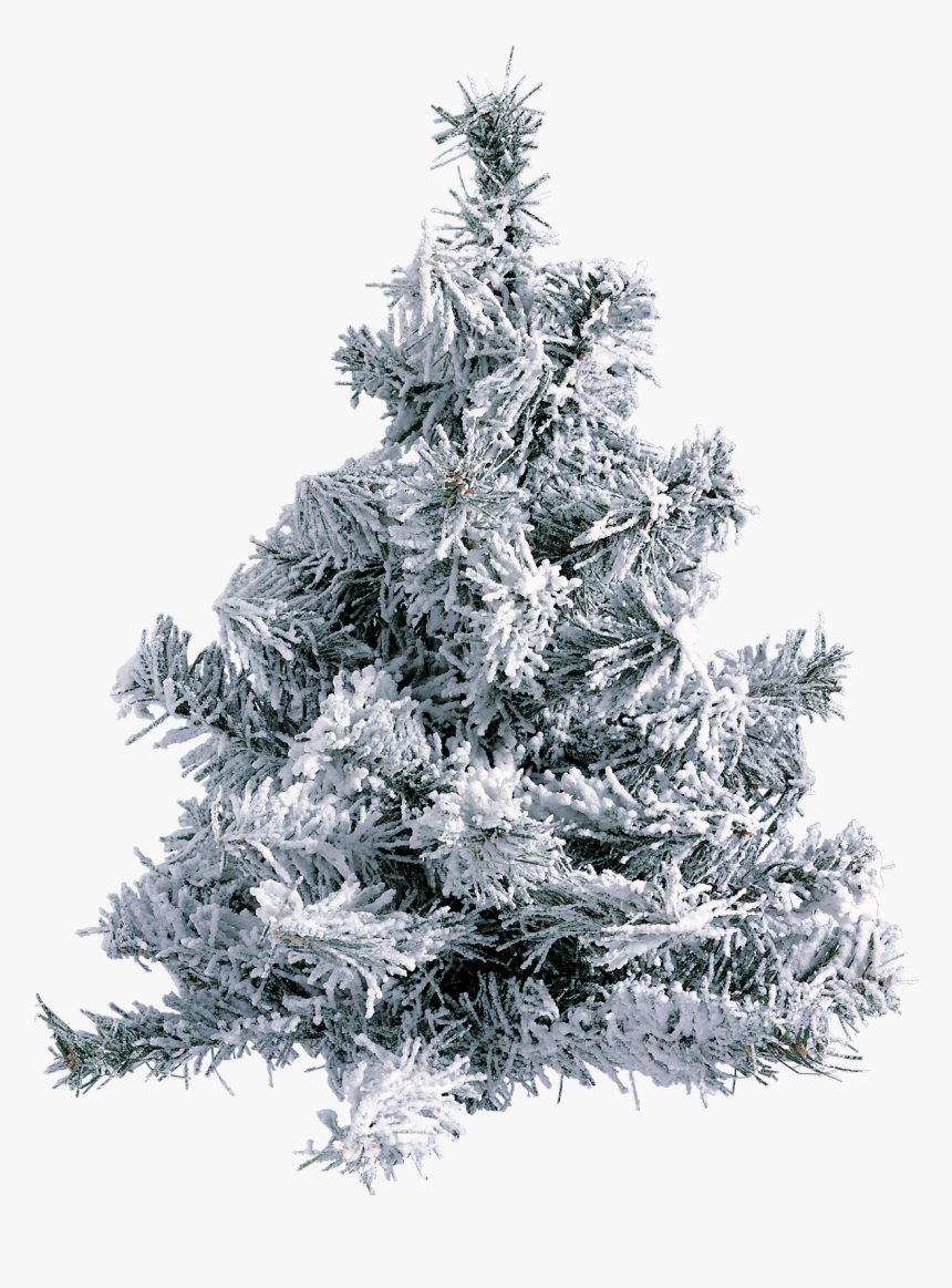 Gifs De Arboles De Navidad Png , Png Download - Christmas Tree With Frost, Transparent Png, Free Download