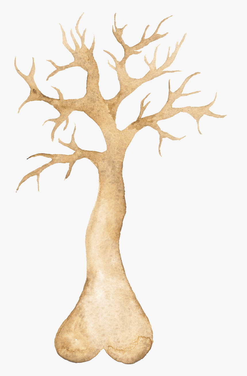 Png Transparente De Arboles Ornamentales - Illustration, Png Download, Free Download