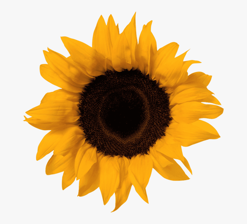 Transparent Sunflower Emoji Png - Cambridge Igcse Spanish Textbook Pdf, Png Download, Free Download