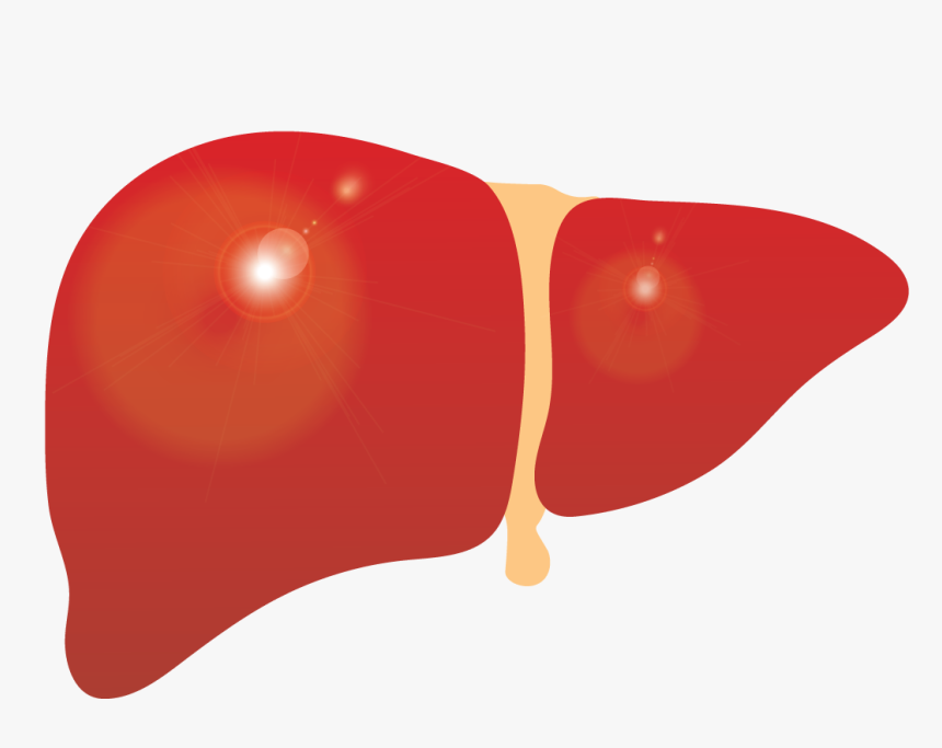 Liver Clipart Cirrhosis, Liver Cirrhosis Transparent - Liver Clipart, HD Png Download, Free Download