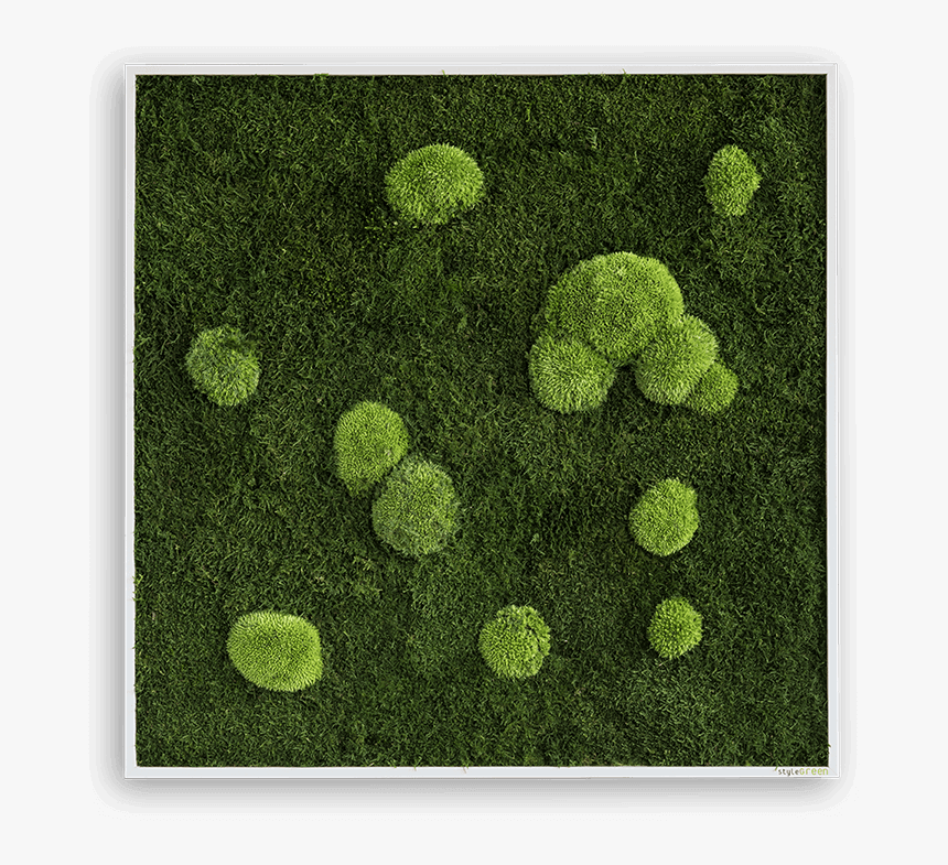 Moss, HD Png Download, Free Download