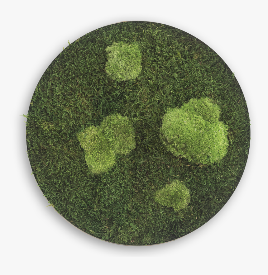 Moss, HD Png Download, Free Download