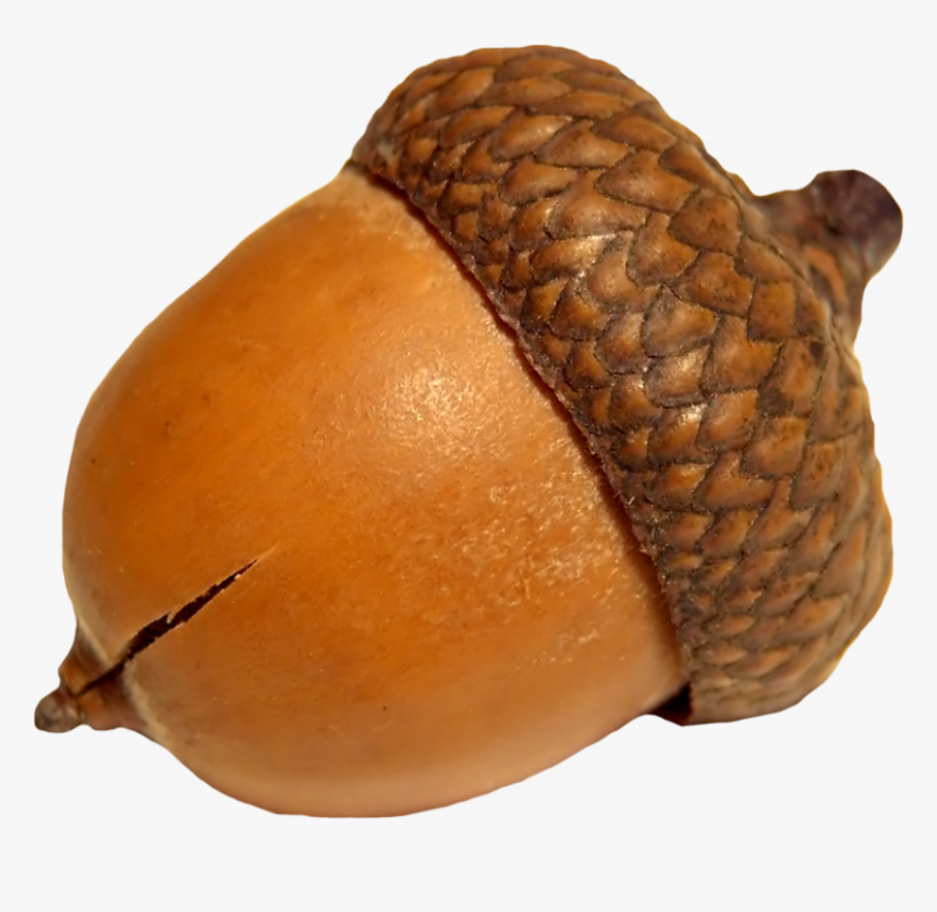 Transparent Acorn Png, Png Download, Free Download