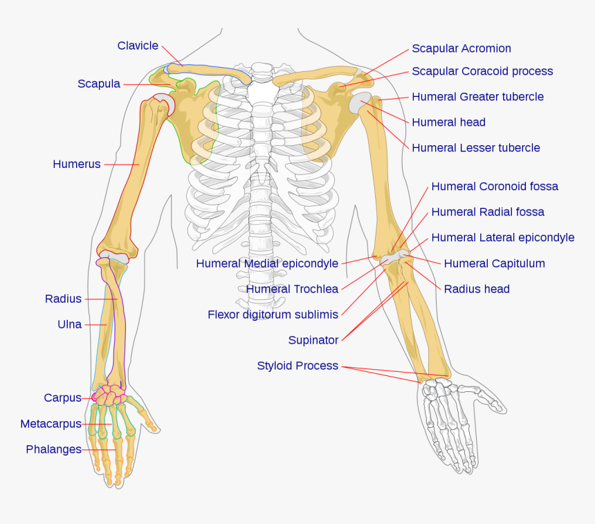 Arm Bones, HD Png Download, Free Download