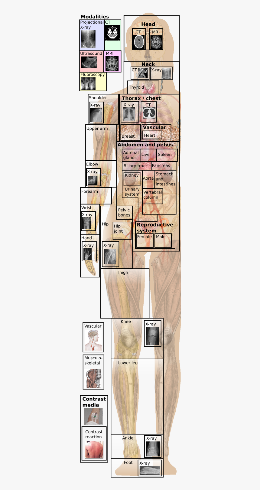 Floor Plan, HD Png Download, Free Download