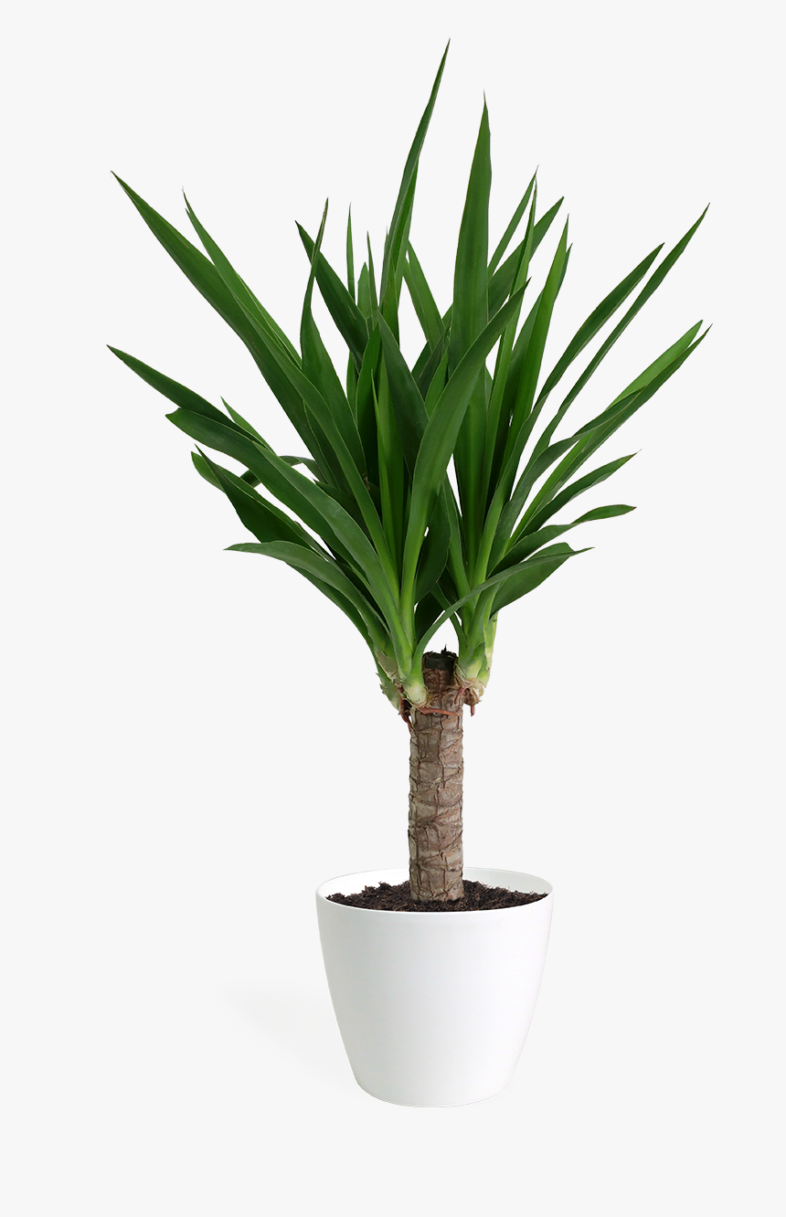 Yoga Plant , Png Download - Yucca Plant Png, Transparent Png