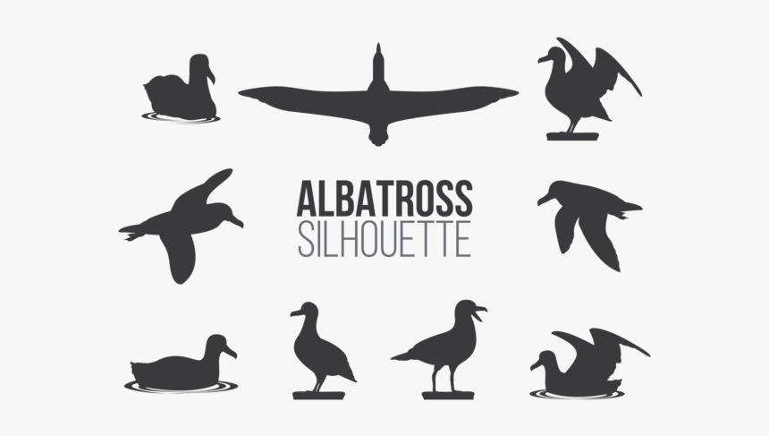 Albatros Vector, HD Png Download, Free Download