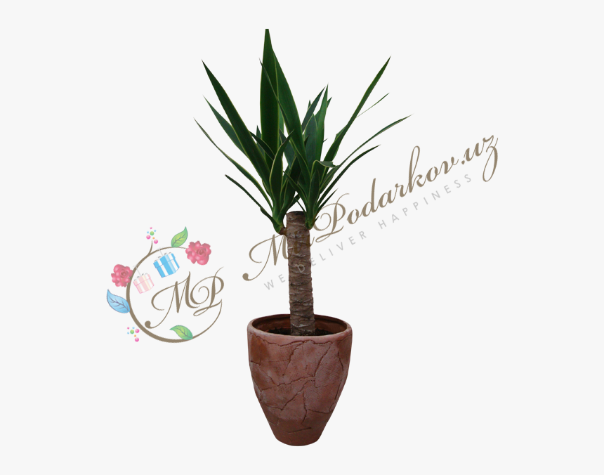 Yucca - Flowerpot, HD Png Download, Free Download