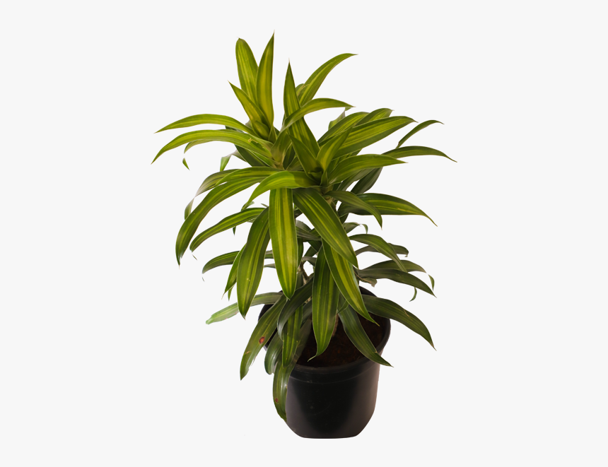 Dracaena Massangeana - Flowerpot, HD Png Download, Free Download