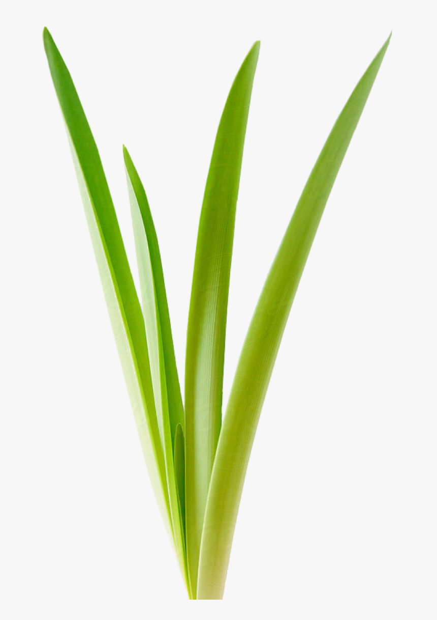 Newspring Growth - Grass, HD Png Download, Free Download