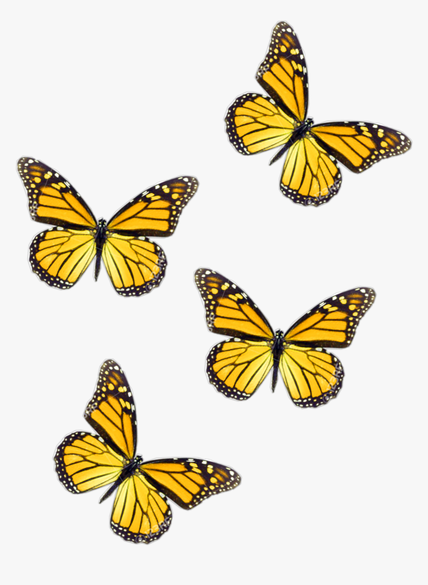 yellow butterfly png