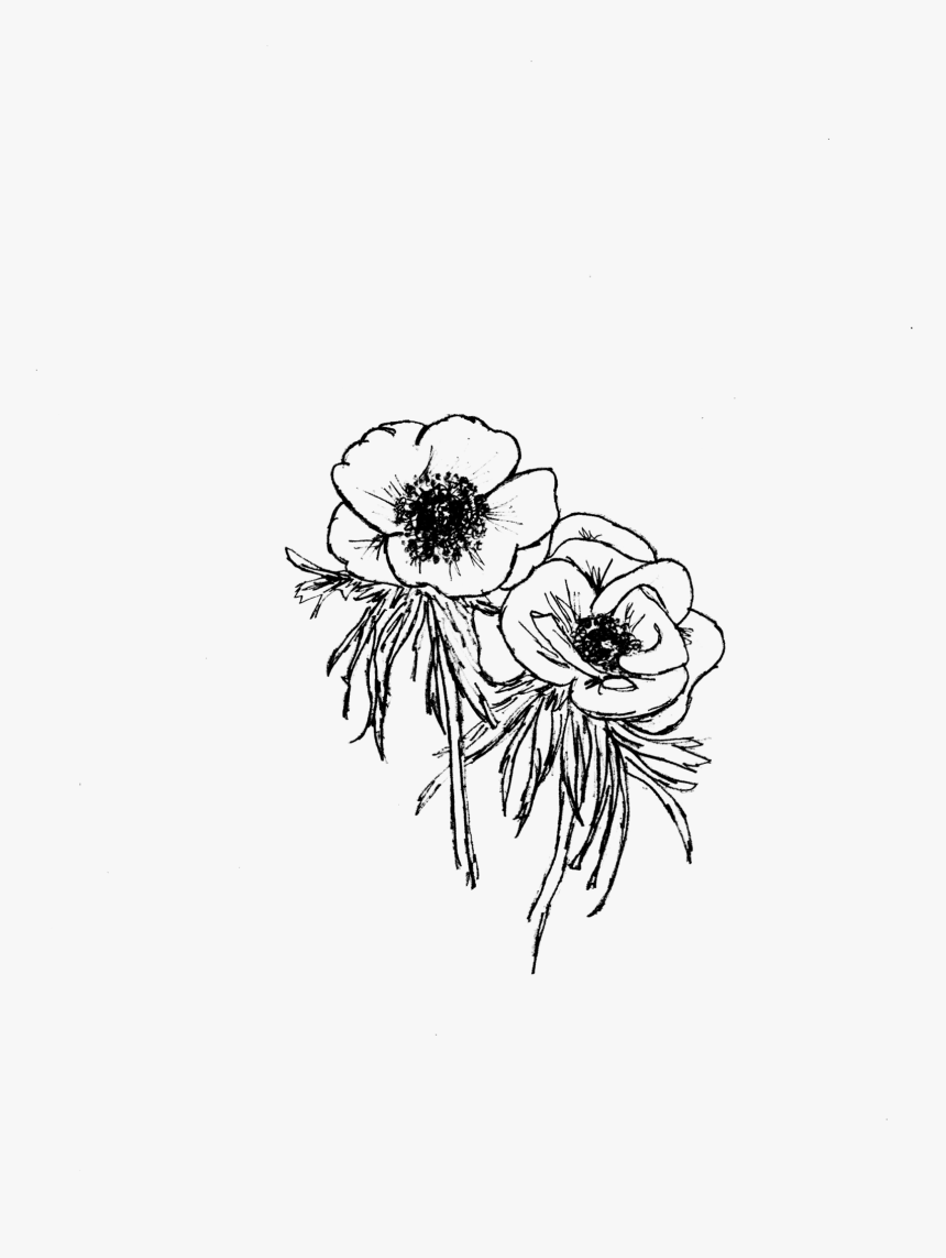 Barberton Daisy, HD Png Download, Free Download