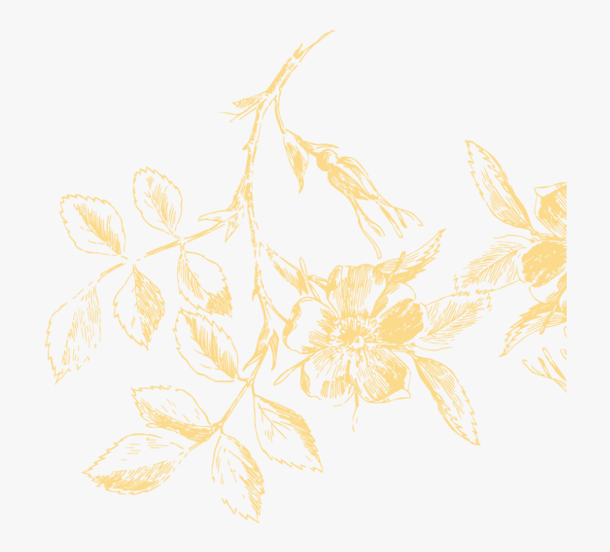 Florais Png, Transparent Png, Free Download