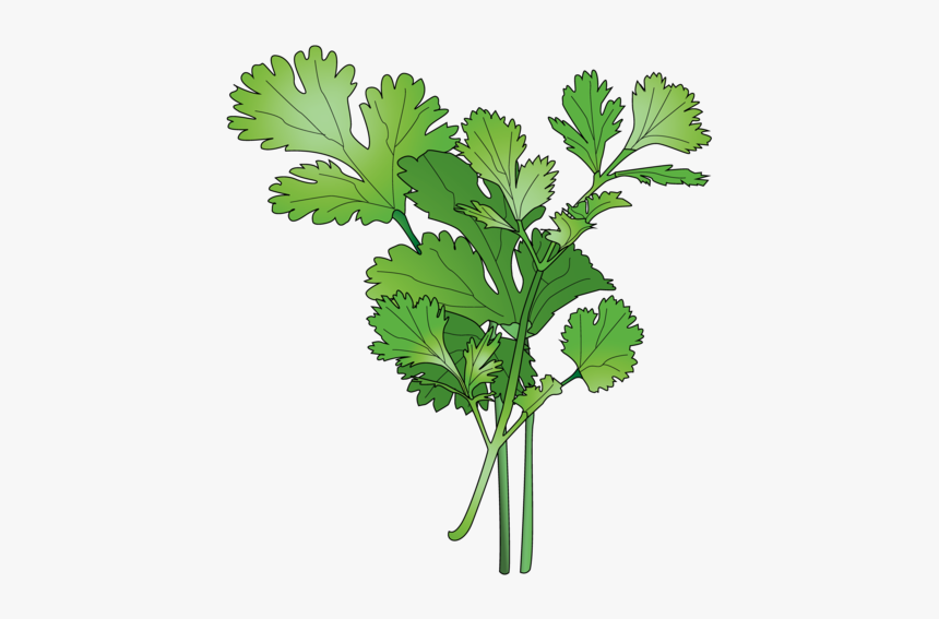 Parsley, HD Png Download, Free Download