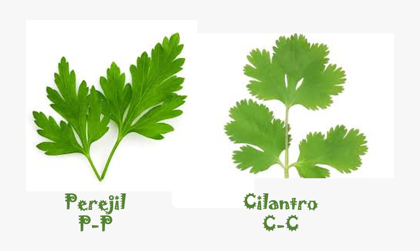 Transparent Perejil Png - Parsley Png, Png Download, Free Download