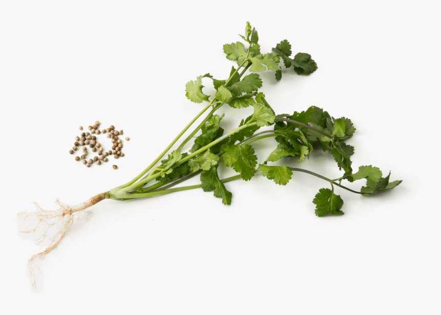 Cilantro Stalk, HD Png Download, Free Download