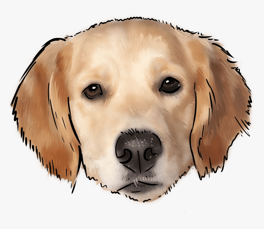 51 Why Are You A Golden Retriever - Labrador Retriever, HD Png Download, Free Download