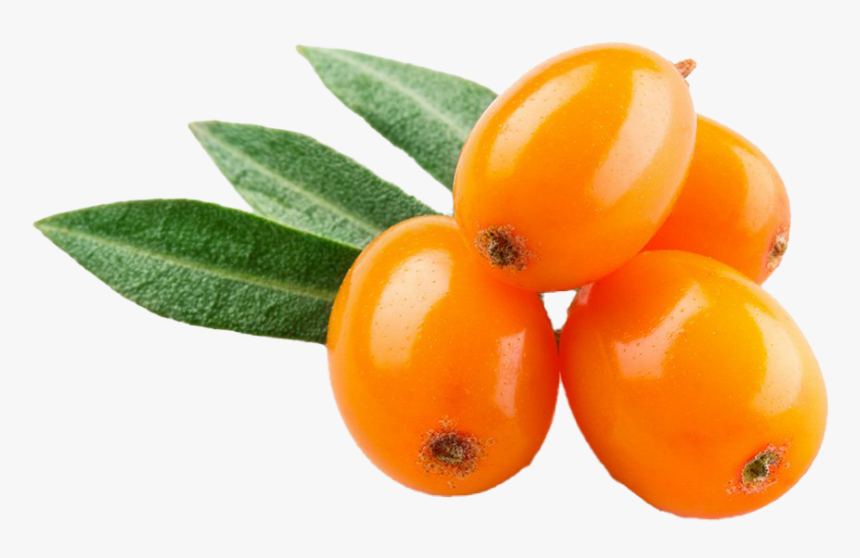 Sea Buckthorn Png Background - Catina Png, Transparent Png, Free Download