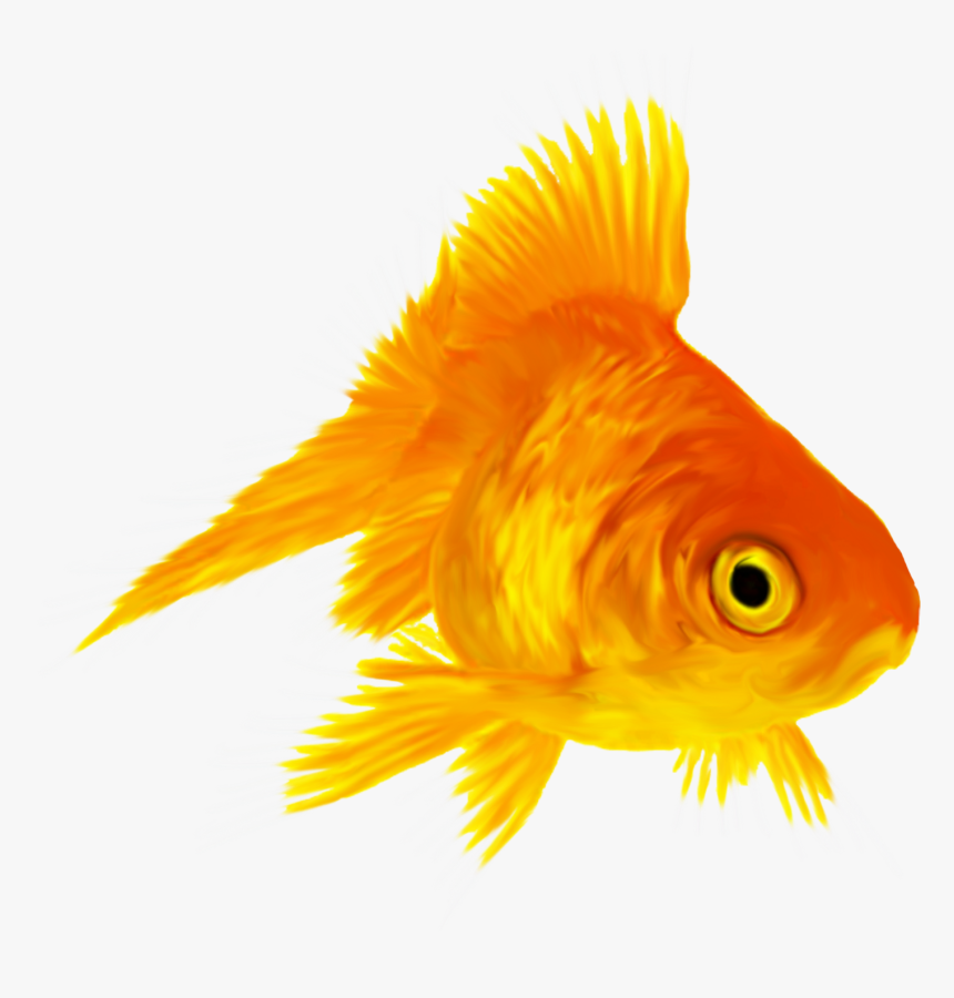 Transparent Gold Fish Png - Золотая Рыбка Для Фотошопа, Png Download, Free Download