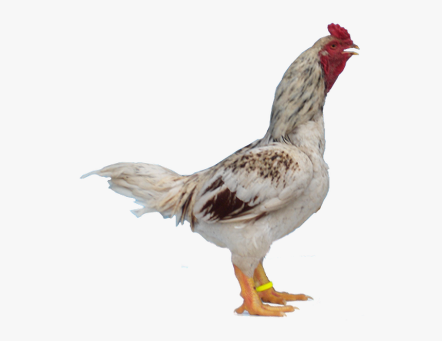 Indian Game Chickens, HD Png Download, Free Download