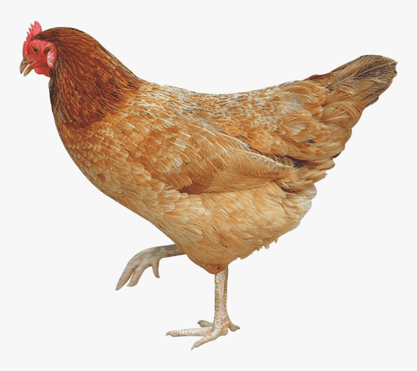 Hen Chicken Png Image Download - Chicken Png, Transparent Png, Free Download