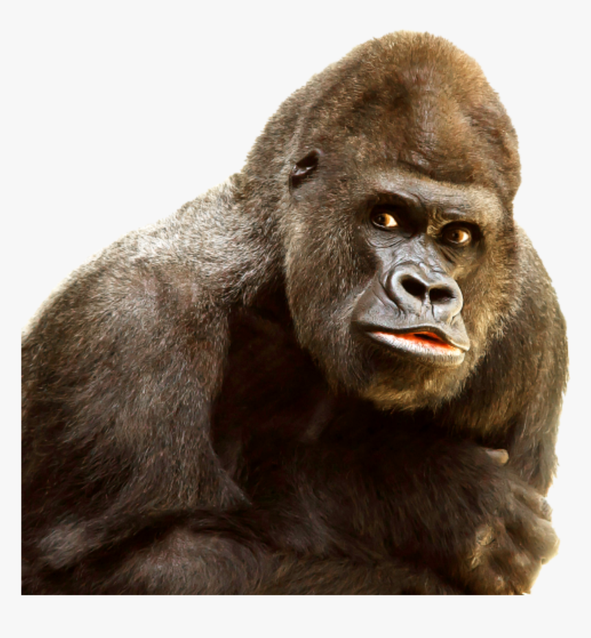 #gorilla - Gorilla Png, Transparent Png, Free Download