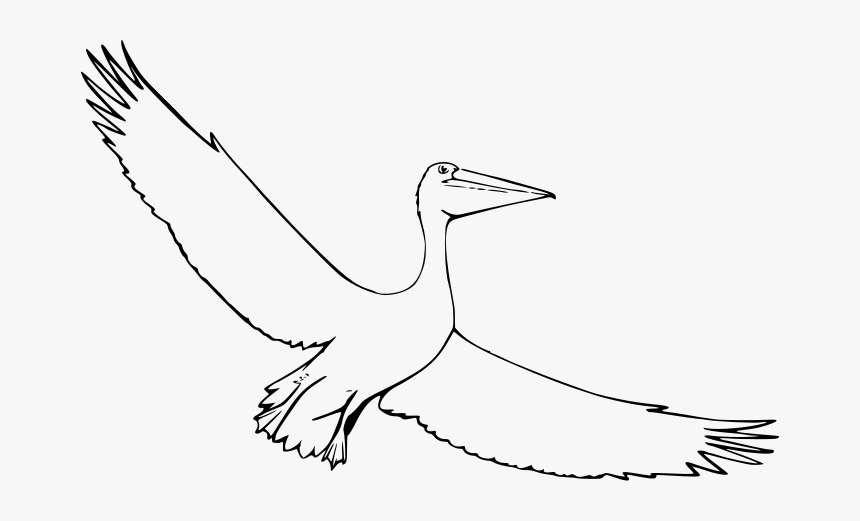 File - Pelican - Svg - Water Bird, HD Png Download, Free Download