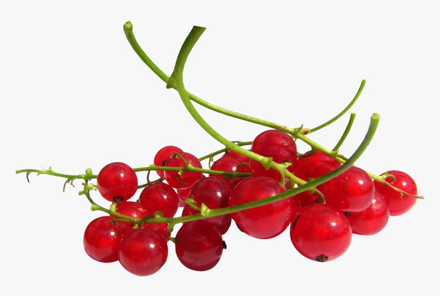 Red Currant Berries Png , Png Download - Redcurrant Png, Transparent Png, Free Download