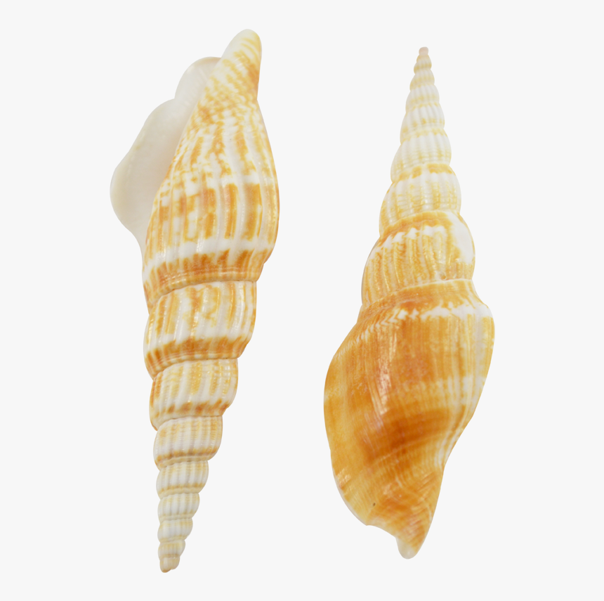 36 Strombus Vittatus Seashells 3-3 - Ice Cream Cone, HD Png Download, Free Download