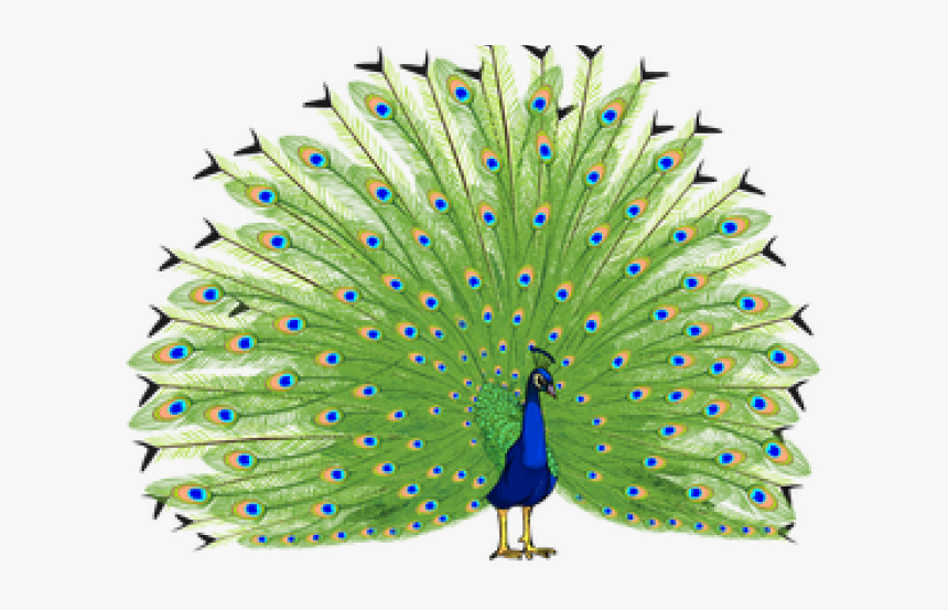 Peacock Png Transparent Images - Peacock Images Hd Png, Png Download, Free Download