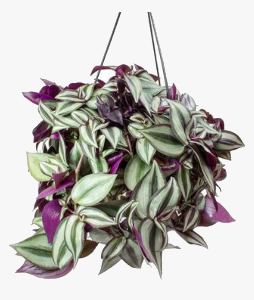 Tradescantia, HD Png Download, Free Download