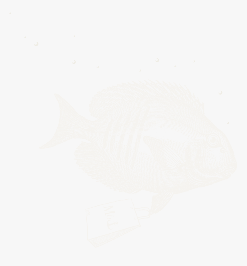 Pomacentridae, HD Png Download, Free Download