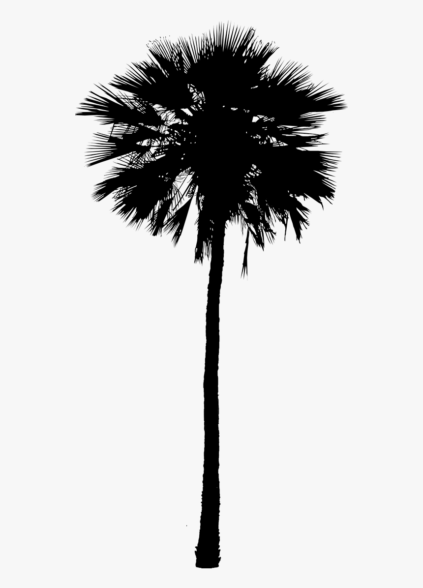 Asian Palmyra Palm Black & White - Borassus Flabellifer, HD Png Download, Free Download