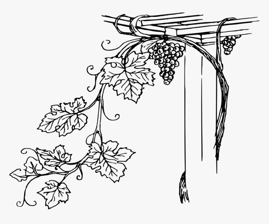 Vine Clipart Black And White, HD Png Download, Free Download