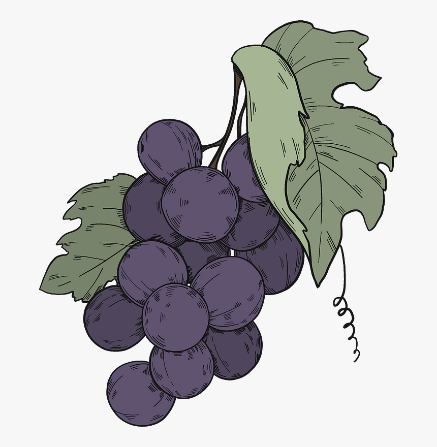 Black Grapes With Leaves Clipart - Seedless Fruit, HD Png Download, Free Download
