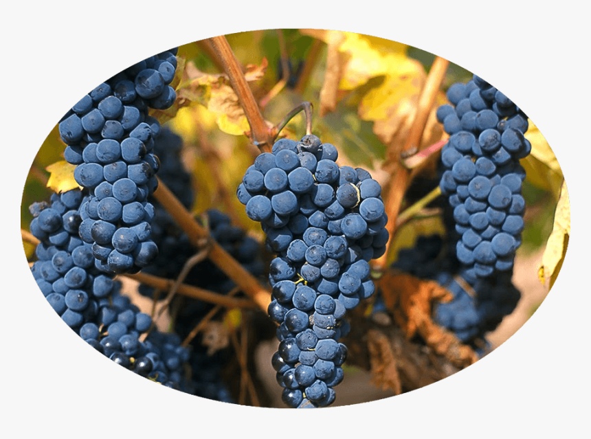 Tempranillo - Black Grapes Varieties Tempranillo, HD Png Download, Free Download