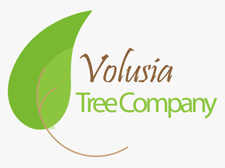 Volusia Tree Company - Calligraphy, HD Png Download, Free Download