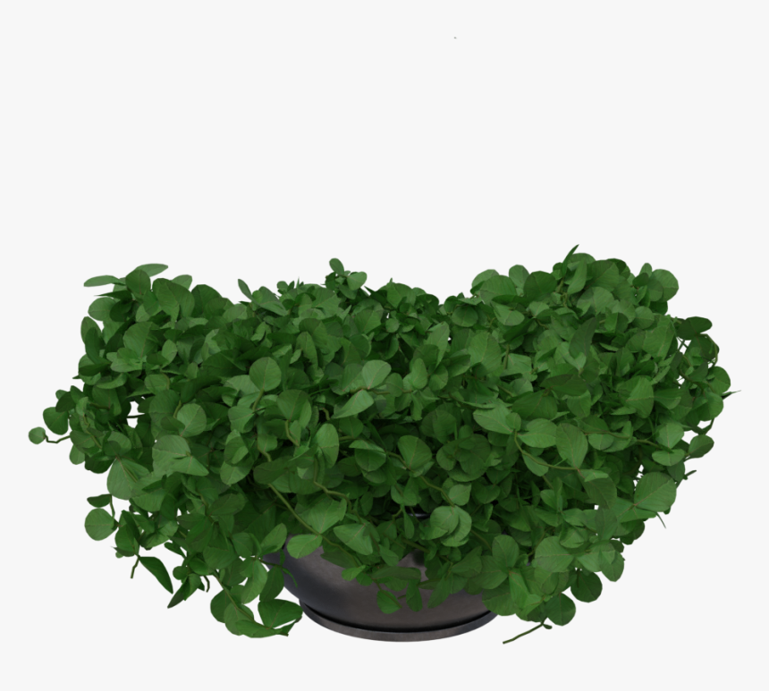 Flowerpot, HD Png Download, Free Download