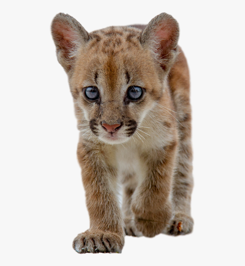 Baby Cougar Png , Png Download - Onça Parda Bebe, Transparent Png, Free Download