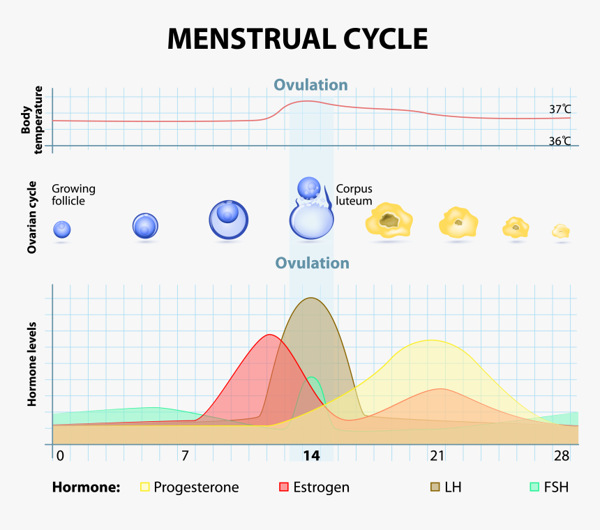 19 лет цикл. Менструальный цикл. Рисунок менструационного цикла. Фазы менструального цикла после овуляции. Цикл месячных овуляция.