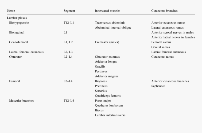 Lumbar Plexus Innervation Chart, HD Png Download, Free Download