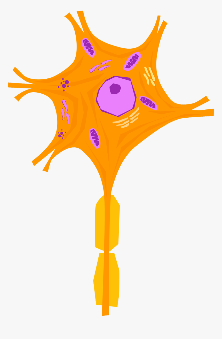 Nerve Cell - Cell Of Nervous System, HD Png Download, Free Download