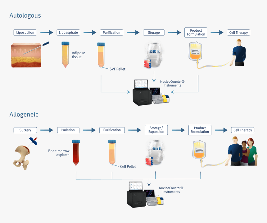 Counting Of Mesenchymal Stem Cells , Png Download - Bone Marrow Msc Isolation, Transparent Png, Free Download