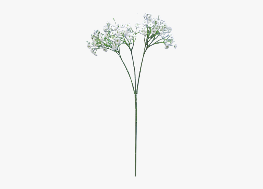 Baby Breath Flower Png - Cow Parsley, Transparent Png, Free Download