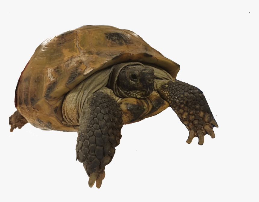 View Larger Image - 4d Master Puzzle Turtle, HD Png Download, Free Download