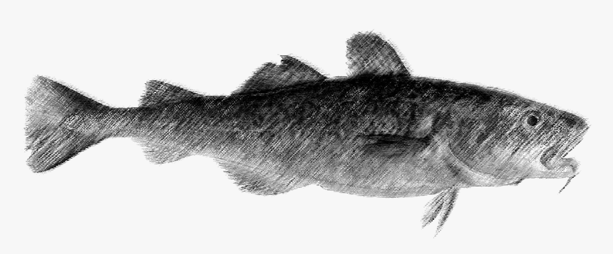 Catfish Drawing Realistic - Drawing, HD Png Download, Free Download