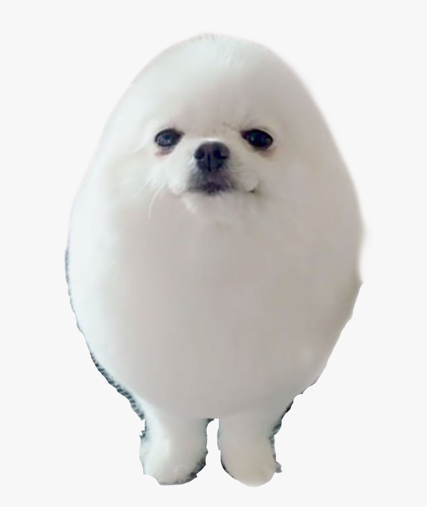 Doge Clicker Wiki - Pomeranian, HD Png Download, Free Download