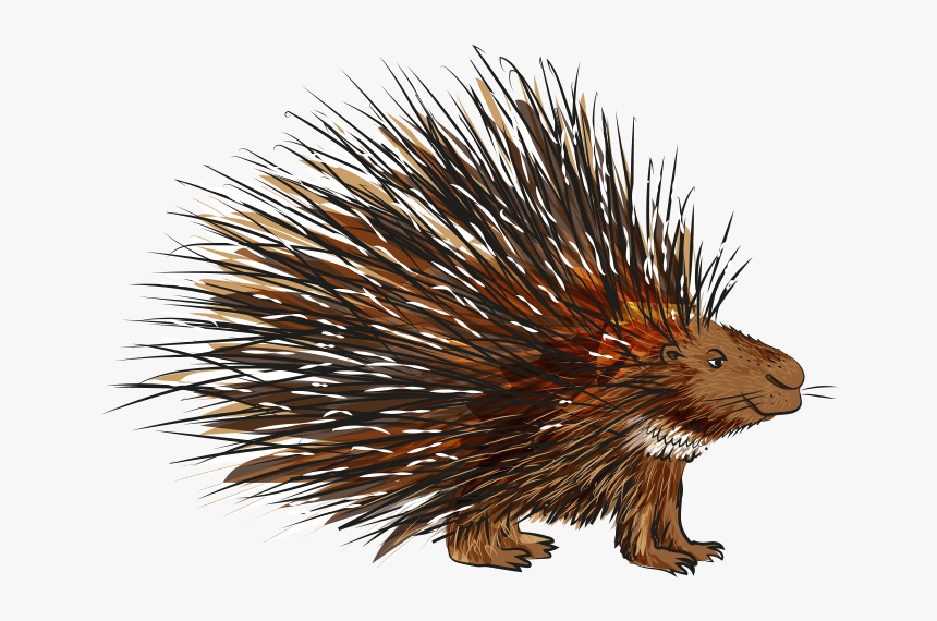 New World Porcupine, HD Png Download, Free Download