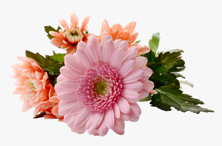 Chrysanthemum Png , Png Download, Transparent Png, Free Download